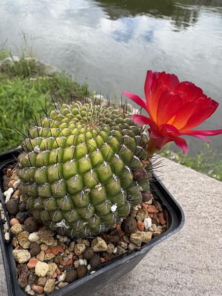 Sulcorebutia mariana